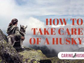 how to take care of a husky