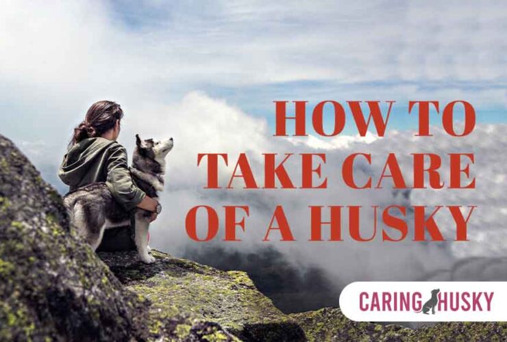 how to take care of a husky