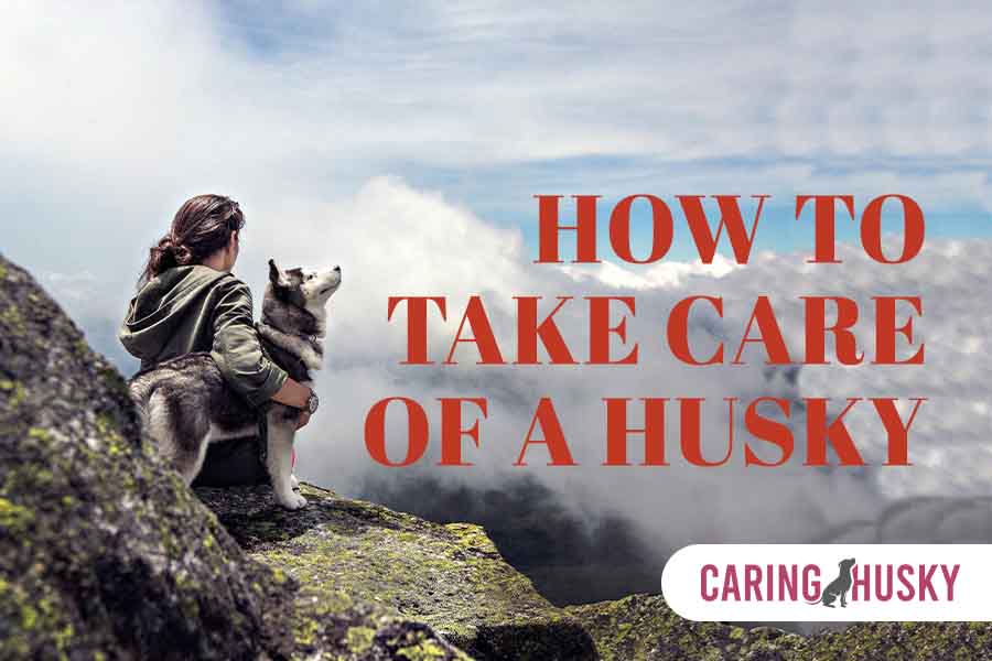 how to take care of a husky