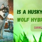 Is a Husky a Wolf Hybrid