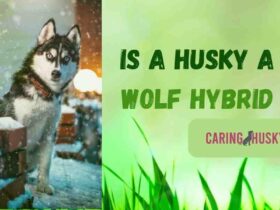 Is a Husky a Wolf Hybrid