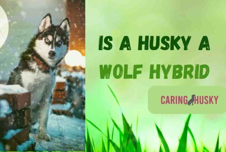 Is a Husky a Wolf Hybrid