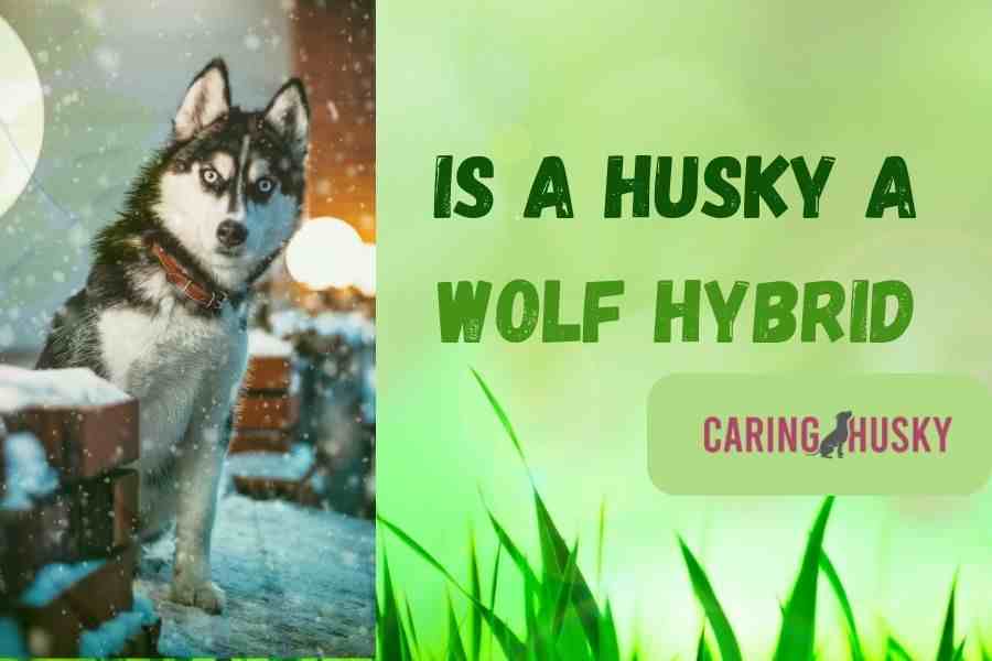 Is a Husky a Wolf Hybrid