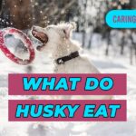 What Do Husky Eat