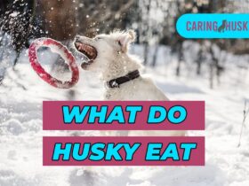 What Do Husky Eat