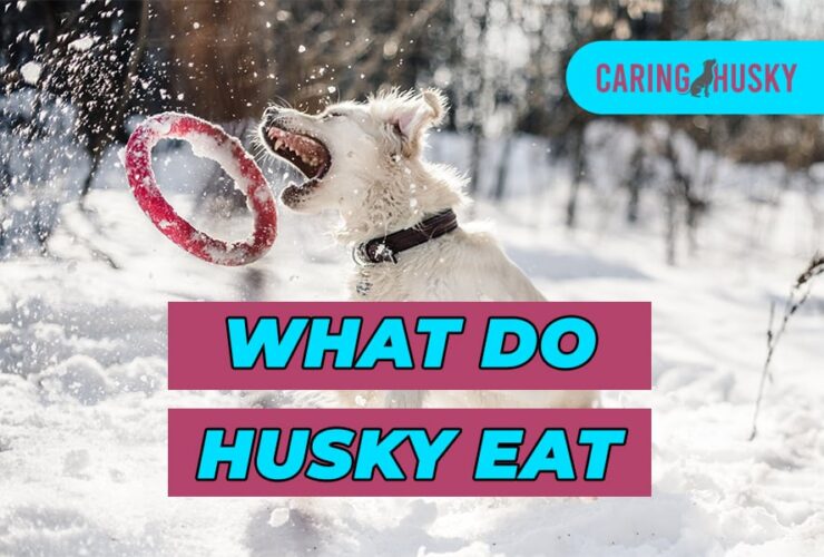 What Do Husky Eat