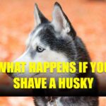 What Happens If You Shave A Husky