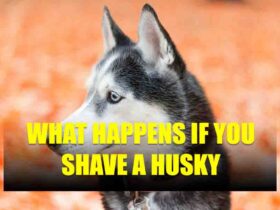 What Happens If You Shave A Husky