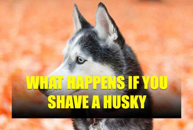 What Happens If You Shave A Husky