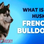 What Is A Husky French Bulldog