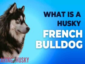 What Is A Husky French Bulldog