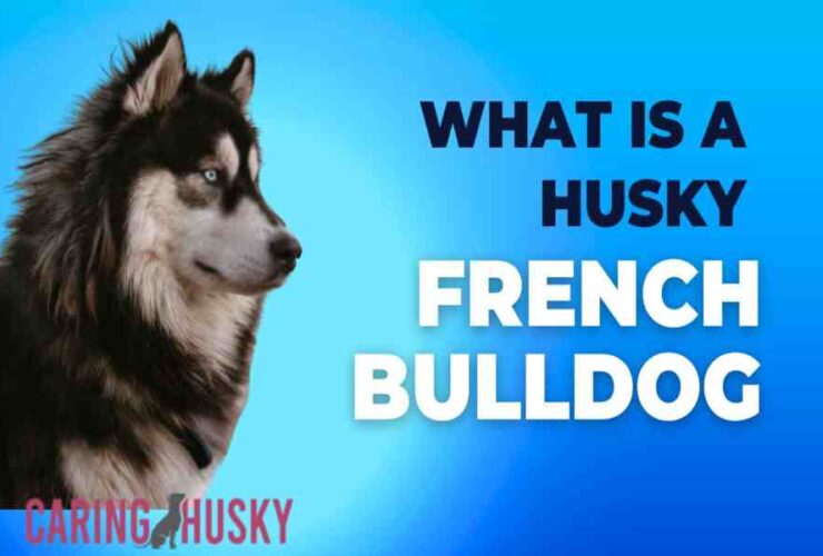 What Is A Husky French Bulldog