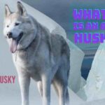 What Is An Agouti Husky