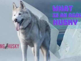 What Is An Agouti Husky