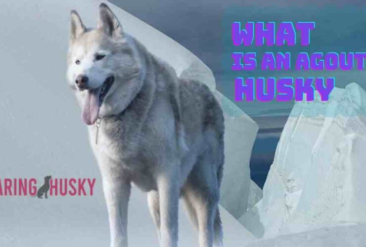 What Is An Agouti Husky