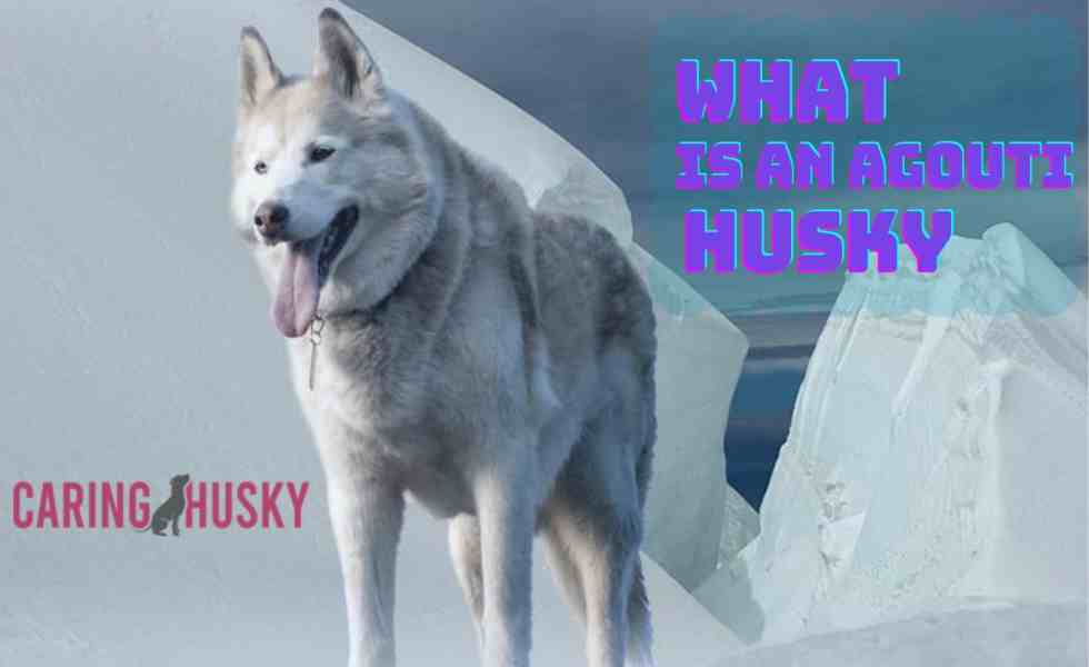 What Is An Agouti Husky