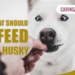 What Should I Feed My Husky