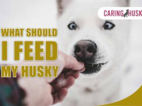 What Should I Feed My Husky