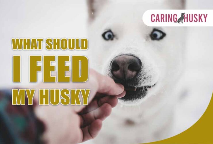 What Should I Feed My Husky