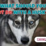 what should you not do with a husky