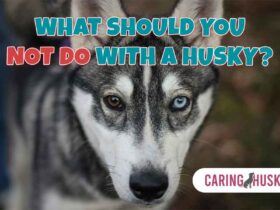 what should you not do with a husky