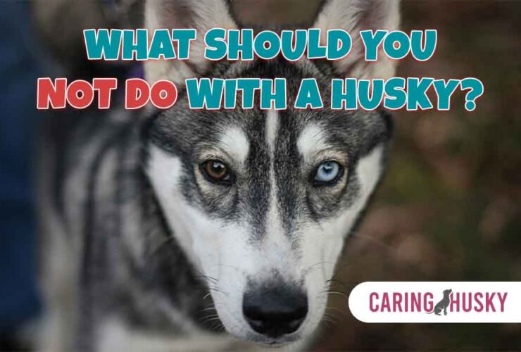 what should you not do with a husky