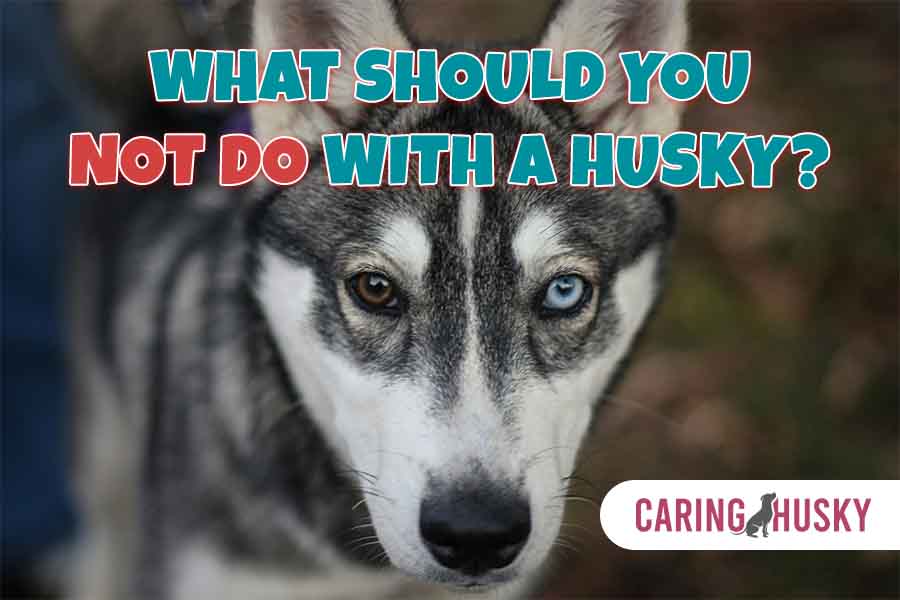 what should you not do with a husky