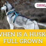 when is a husky full grown