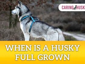 when is a husky full grown