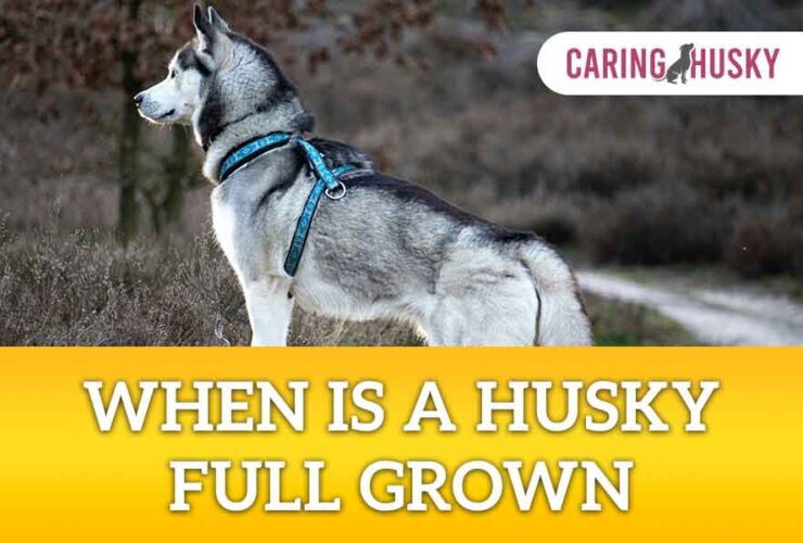 when is a husky full grown