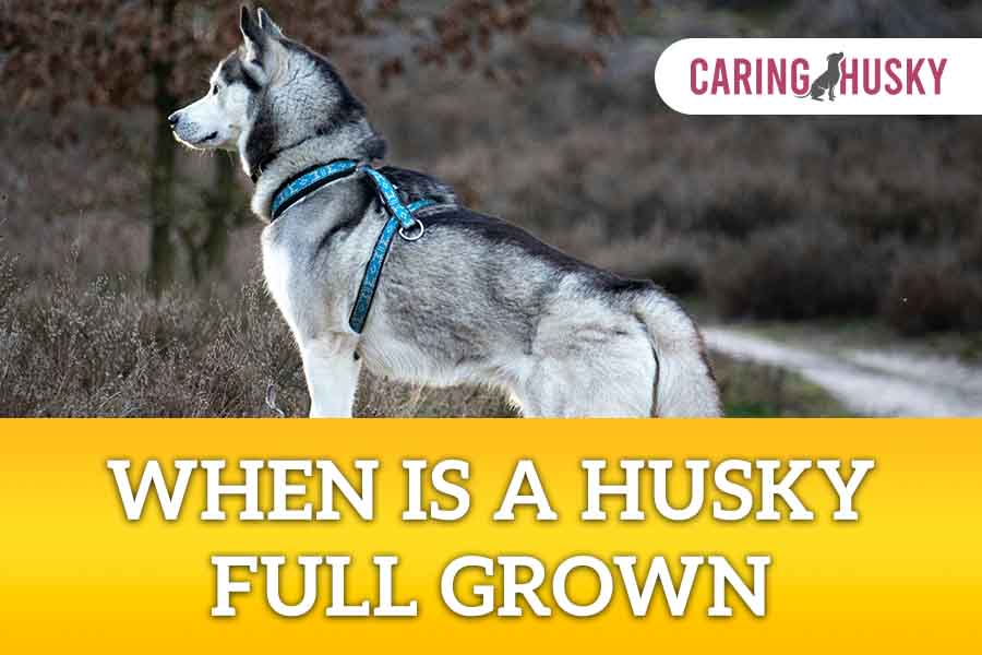 when is a husky full grown