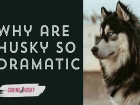 why are husky so dramatic