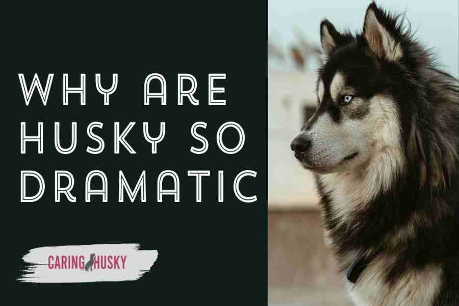 why are husky so dramatic