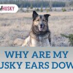 why are my husky ears down