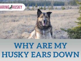 why are my husky ears down