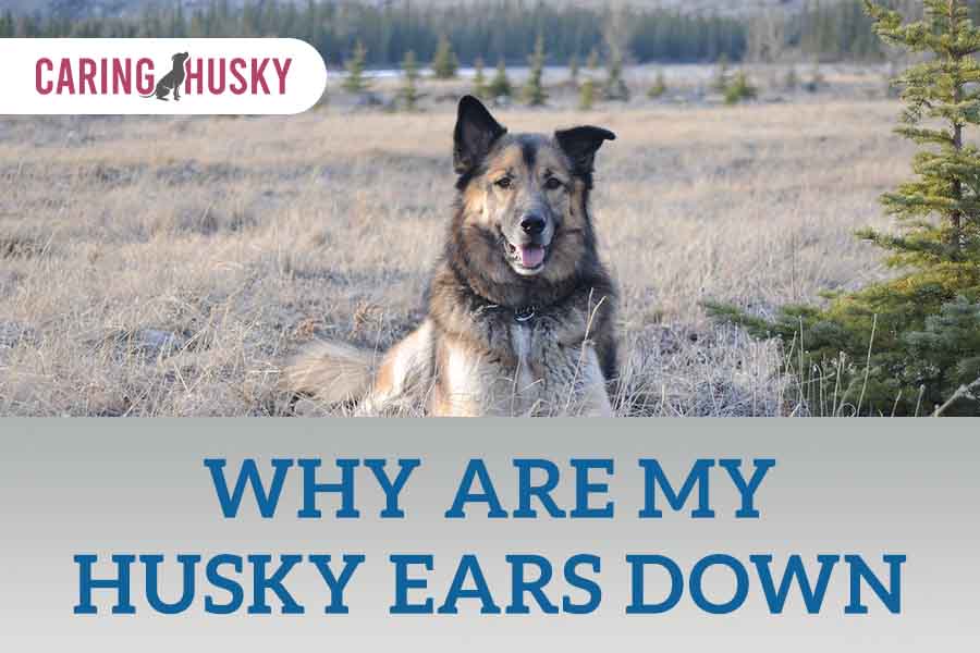 why are my husky ears down