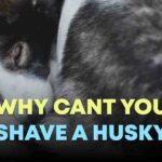 Why Cant You Shave A Husky