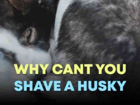 Why Cant You Shave A Husky