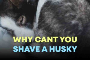 Why Cant You Shave A Husky