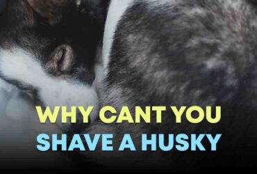 Why Cant You Shave A Husky