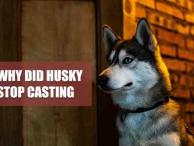 Why Did Husky Stop Casting