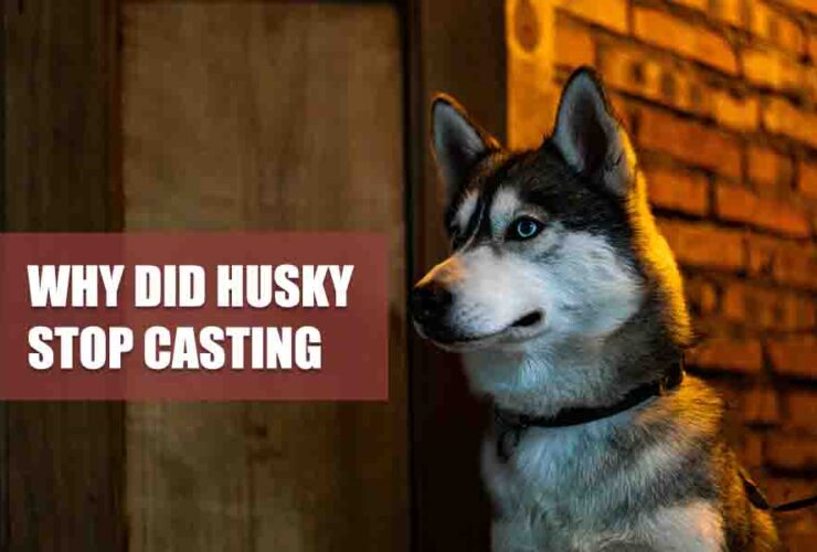 Why Did Husky Stop Casting