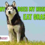 Why Does My Husky Eat Grass