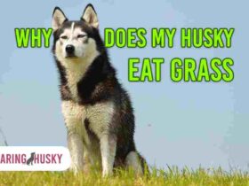 Why Does My Husky Eat Grass