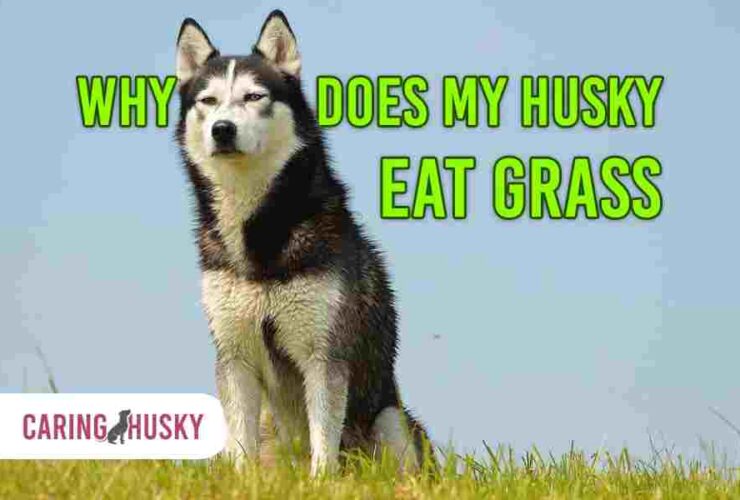 Why Does My Husky Eat Grass