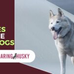 Why Huskies Are The Best Dogs