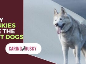 Why Huskies Are The Best Dogs