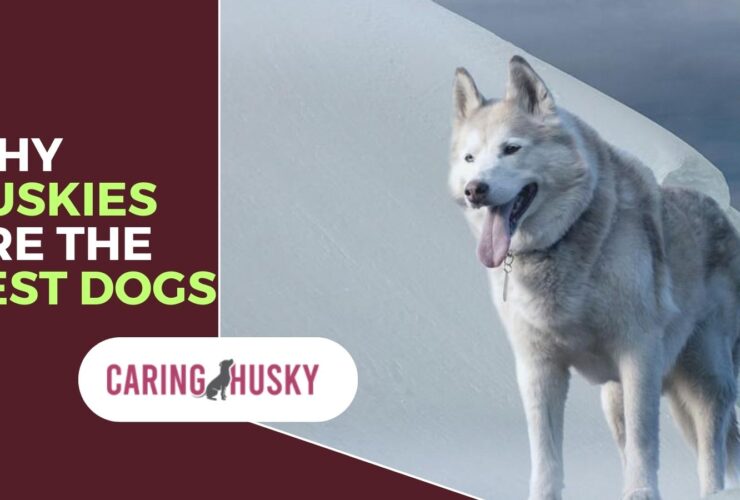 Why Huskies Are The Best Dogs