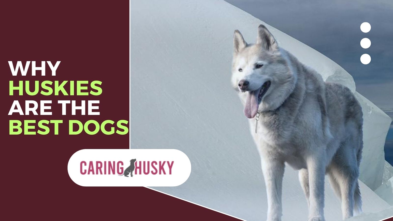 Why Huskies Are The Best Dogs