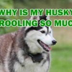 why is my husky drooling so much